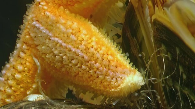 A vibrant starfish searches for food along the seabed. The echinoderm can be seen exploring its cold environment in the White Sea, a southern inlet of the Arctic Ocean near Russia.