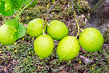 lemon in australian backyard
