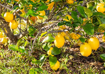 lemon in australian backyard