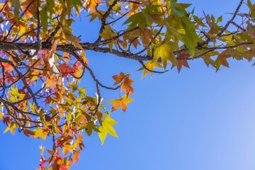 青空バックに見上げるアメリカフウの紅葉