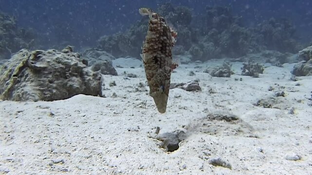Observe the fascinating camouflage technique of a Tigerfish as it strategically buries itself in the sandy bottom of the Red Sea. This takes place during daylight hours.