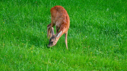 grasendes Reh, Cervus caprelus 