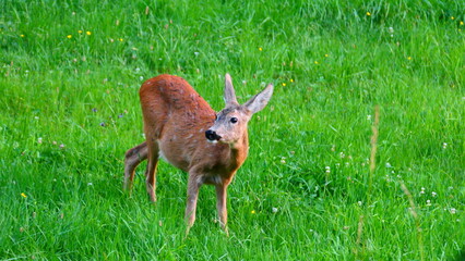 vorsichtiges Reh auf Wiese