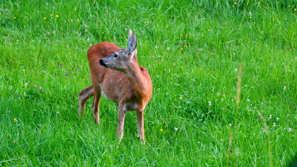 Reh am Abend auf Wiese
