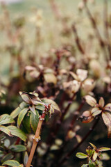 Fading tropical plant with dry-edged leaves and reddish stems – captured in a mountain garden on Doi Inthanon, Chiang Mai, Thailand, during seasonal transition.