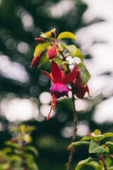 Vibrant pink and violet Fuchsia blossoms with fresh green foliage.