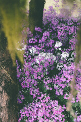 Clusters of purple and white flowers blooming under trees in soft forest light.