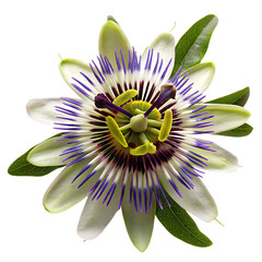 Passion flower with purple filaments and green leaves isolated on a transparent background