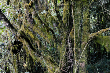Tangled forest branches overgrown with green moss in a damp woodland.