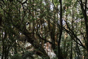 Thick forest branches densely covered with green moss.
