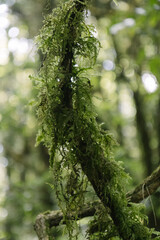 Close-up of a mossy tree limb stretching through dense jungle vegetation.