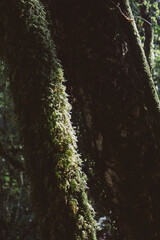 Overgrown tree structure with moss in a rainforest canopy.