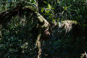 Overlapping mossy limbs in a foggy tropical forest setting.