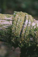 Old rope wrapped around a moss-covered wooden log – rustic natural texture in a forest setting.