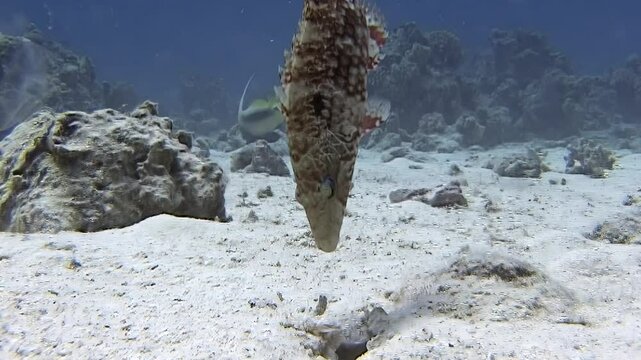 Observe the scribbled filefish foraging for food at the bottom of the Red Sea. The fish digs around the sandy seabed, searching the reef at midday.