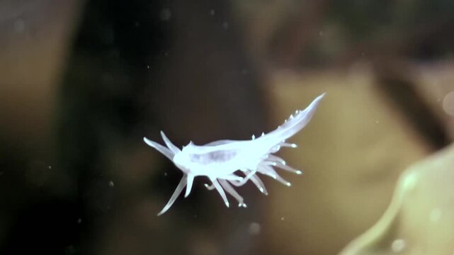 In the Arctic Ocean's White Sea, a translucent amphipod gently floats through the cold water during daylight hours. A graceful dance of survival and wonder.