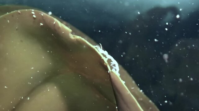 Tiny caprella linearis, or skeleton shrimp, are seen carefully walking along the edge of seaweed in the dark, cold waters of the White Sea. Early morning light filters through.