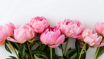 Obraz premium A horizontal arrangement of several beautiful pink peonies with lush green leaves against a clean white background