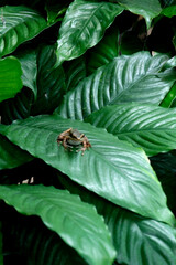 fly on leaf