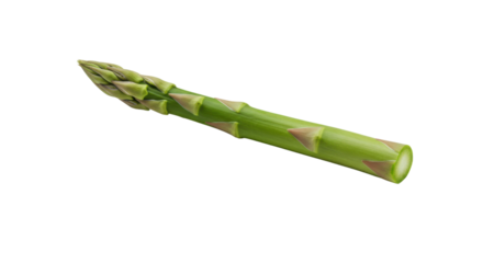 Single fresh green asparagus spear isolated on white background