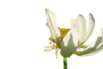 아름답게 핀 연꽃과 벌/ 떨어지는 마지막 꽃잎