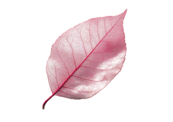Red autumn leaf with curved natural shape and soft texture Isolated on a transparent background