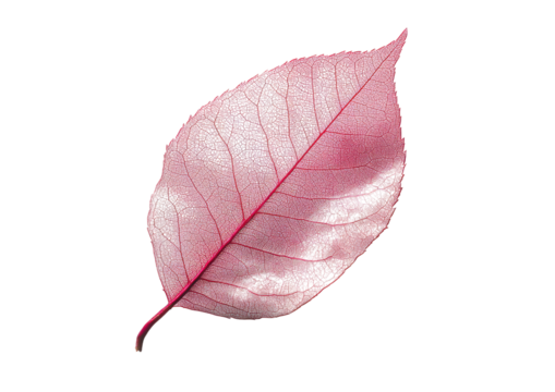 Red autumn leaf with curved natural shape and soft texture Isolated on a transparent background