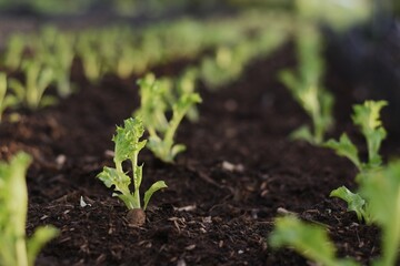 Growing organic vegetable in plots, have been prepared by composting soil with planting materials...