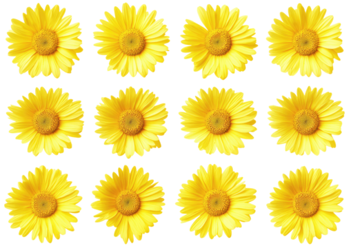 Grid of bright yellow sunflowers for decorative floral designs Isolated on a transparent background