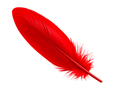 Red feather isolated on transparent background cutout.