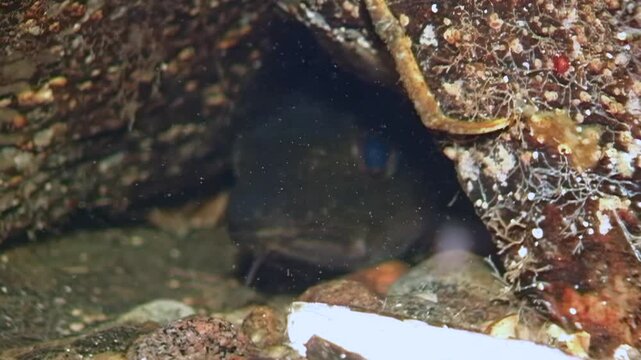 Observe a sculpin taking shelter among rocks in the White Sea. Its bright, mesmerizing eye peers out, watching the underwater world on this day.