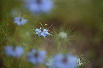 Naklejka premium ニゲラの花のアップ
