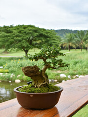 Deciduous bonsai with buds and thick trunk in a pot