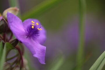 Fototapeta premium ムラサキツユクサの花のアップ 
