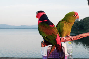 red and yellow macaw. The Blue-and-yellow Macaw (Ara ararauna), also known as the Blue-and-gold...