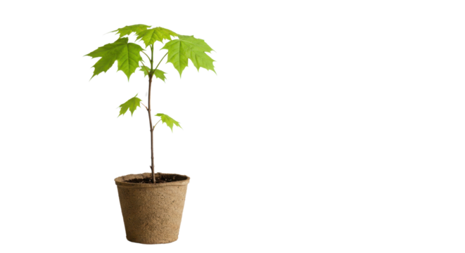 Young Green Maple Tree Sapling in Biodegradable Peat Pot isolated on Transparent Background
