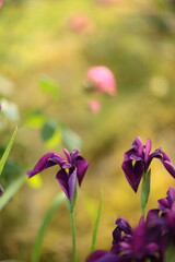 ノハナショウブのアップ
