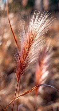 Delicate Autumn Grass Displaying Earthy Warm Tones