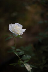 白いバラのアップ