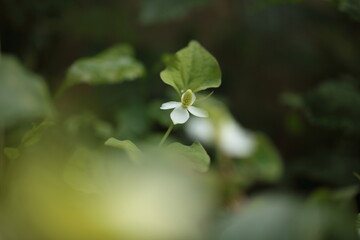 ドクダミの花のアップ