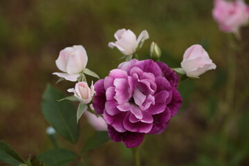バラの花のアップ