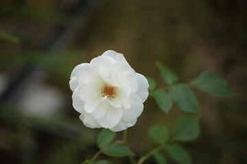 アイスバーグのアップ