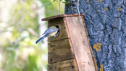 blue tit on a wooden fence