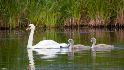 swans in the lake