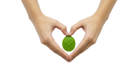Hands forming heart shape around green leaf isolated on white background