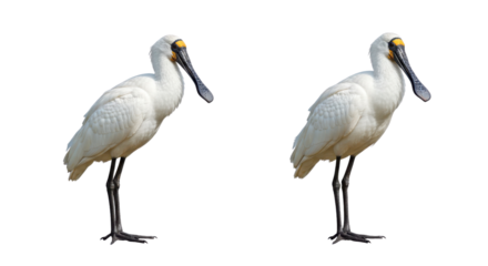 Two white spoonbill birds isolated on white background