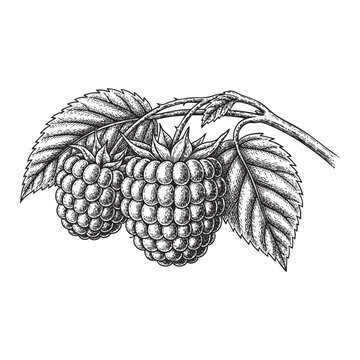 aspberries on Branch with Leaves Vector Engraving Illustration

