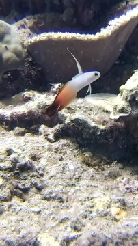 In the South China Sea, a dartfish swims amid the coral. This sea creature showcases a blend of colors. It dances within a vibrant coral reef, a captivating glimpse into marine life.