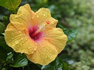 Beautiful Yellow flower and rain drops © Tarequl Islam