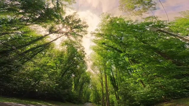 Driving Through Forest &ndash; Upward POV of Trees and Sky in 4K
